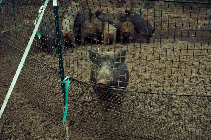Pig Brig® Trap Systems